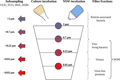 Deciphering the Virus Signal Within the Marine Dissolved Organic Matter Pool